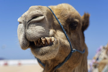 Kamel schneidet Grimassen, Marokko