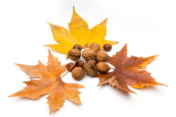 autumn leaves and nuts