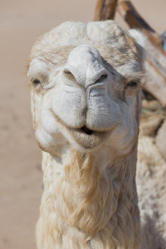 Kamel im Kopfportrait, Marokko