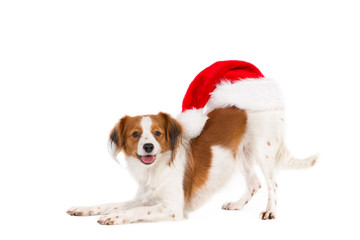 Kooiker Hound with Santa hat on his back