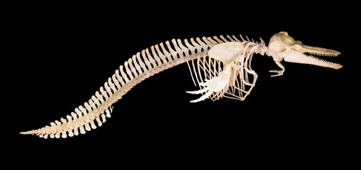 Fototapeta premium Skeleton of dolphin