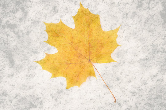 Dry yellow autumn maple leaf on a white background