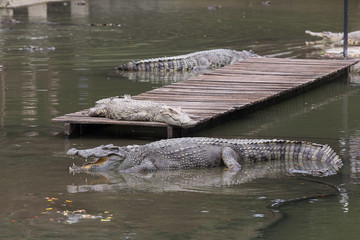 Crocodiles in crocodile farm