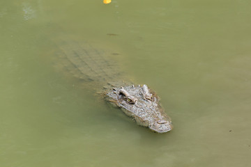 Crocodile floating himself in green water