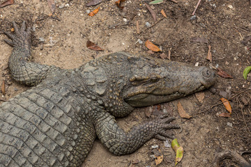 Obraz premium Sun bath crocodile on land