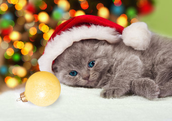 Fototapeta na wymiar Little kitten wearing Santa hat relaxing against Christmas tree 