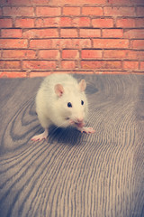 rat eats on a red brick wall