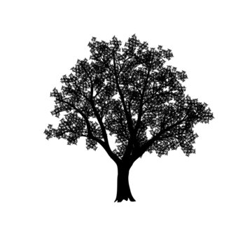 silhouette of the olive tree with leaves