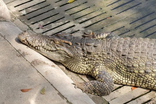 Sleeping crocodile at crocodile farm Thailand