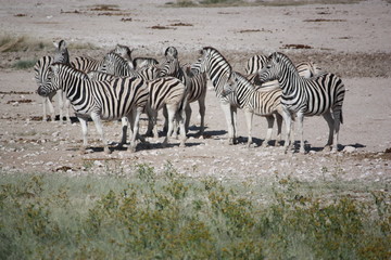 Fototapeta na wymiar Zebras im Etoshanationalpark