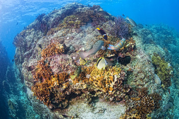 Plakat diving in colorful reef underwater