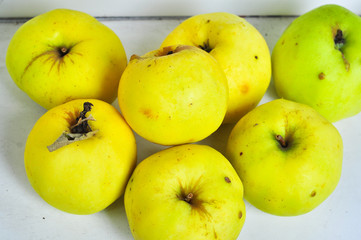 Ripe Antonov apples.