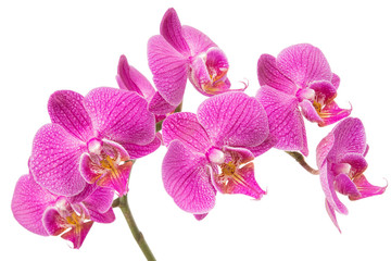 Orchid Flower - obrazy, fototapety, plakaty