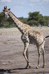 Giraffe