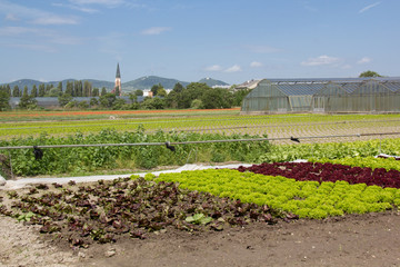 Obraz premium Salatfelder in Wien
