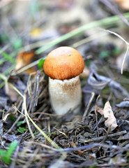 orange-cap boletus mushroom