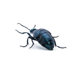 Beetle