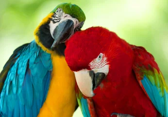 Foto op Plexiglas papegaaien © Pakhnyushchyy