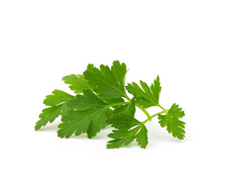 Branch of fresh parsley
