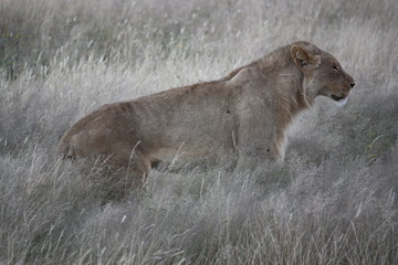 Löwe
