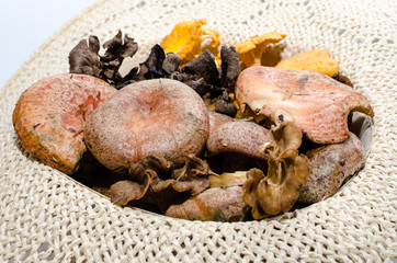 boletus