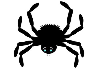 ragno
