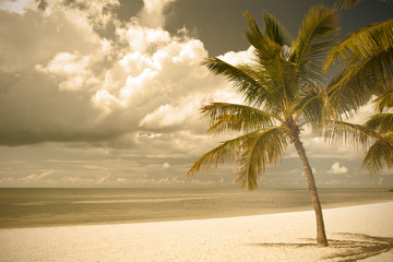 Obraz na płótnie Canvas Miami Beach Florida, palm trees by the ocean