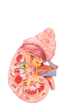 Model human kidney cross section inside