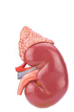 Model human kidney outside on white