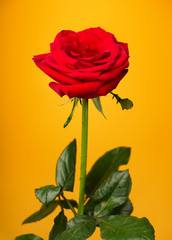 one red rose on yellow background