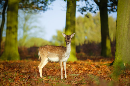 Cute spotted fallow deer