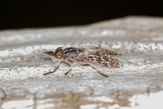 Horse Fly