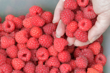 Raspberries