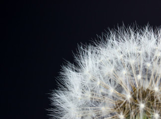 Closeup view of dandelion