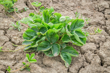 Strawberry Plant