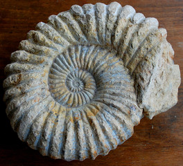 Große Schnecke Fossil