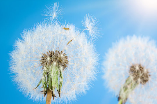 Fototapeta Dandelions with seeds