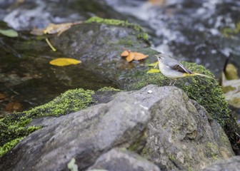 Grey Wagtail