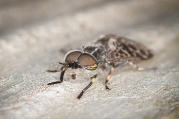 Horse Fly