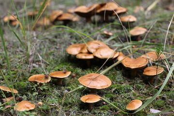 mushroom in forest