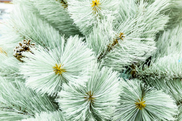 Background of the branches of the Christmas tree