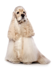 American Cocker Spaniel