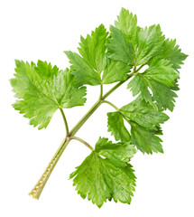 Lovage twig