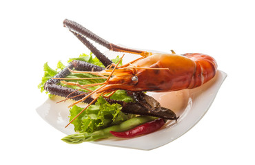 Giant Freshwater Prawn