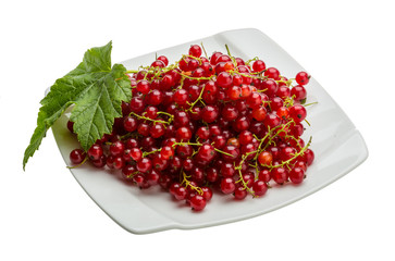 Red currant