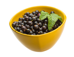 Black currant