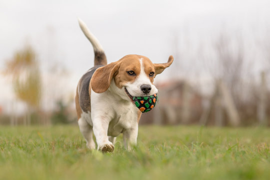 beagle dog running outdoor with ball in mouth