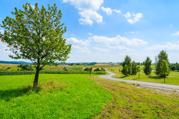 Countryside road along green fields in summer landscape, Poland