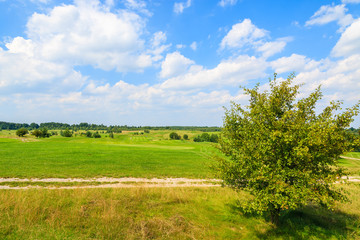 Obraz premium Countryside road along green fields in summer landscape, Poland
