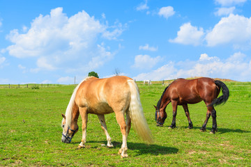 Naklejka na ściany i meble Two horses grazing on green meadow in summer, Poland